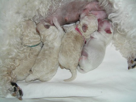 3. den 3 bráškové + přijaté štěňátko